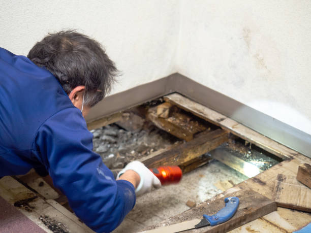 Best Attic Mold Removal  in Morgantown, KY