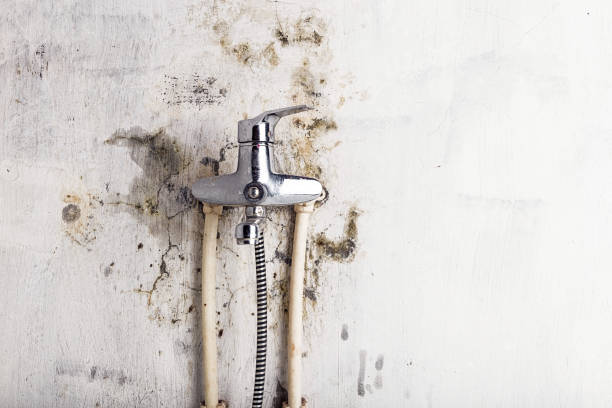 Mold Removal Process in Morgantown, KY