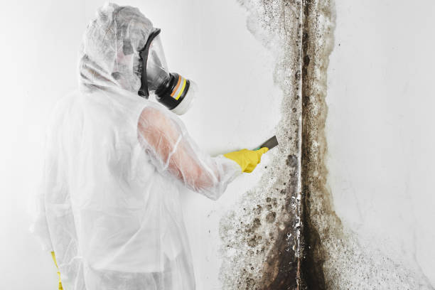 Best Affordable Mold Removal  in Morgantown, KY