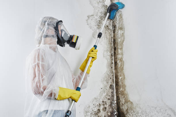 Trusted Morgantown, KY Mold Removal Experts
