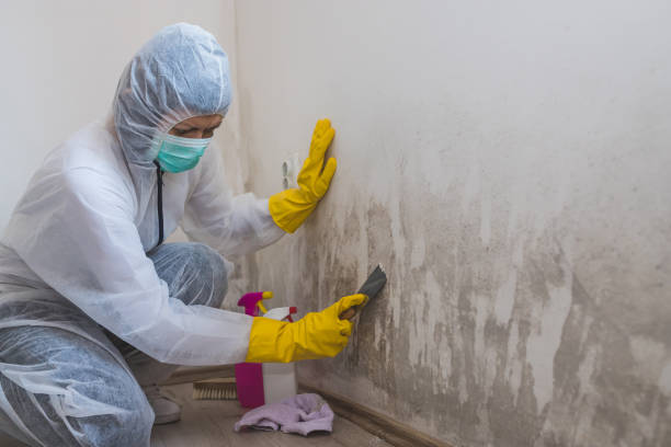 Home Mold Removal in Morgantown, KY