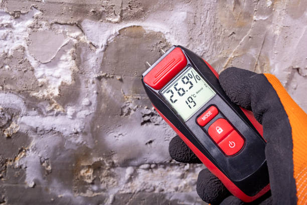 Best Fast Mold Removal  in Morgantown, KY