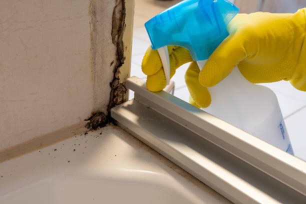 Best Mold Removal Near Me  in Morgantown, KY