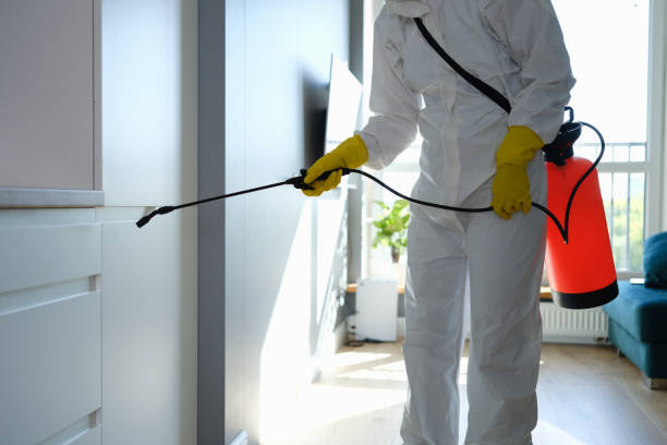 Best Fast Mold Removal  in Morgantown, KY