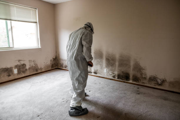 Best Mold Removal Company Near Me  in Morgantown, KY