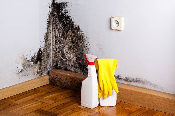 Best Toxic Mold Removal  in Morgantown, KY
