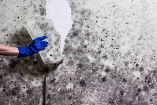 Best Mold Testing  in Morgantown, KY