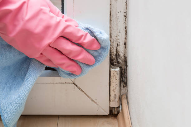 Best Mold Removal Process  in Morgantown, KY