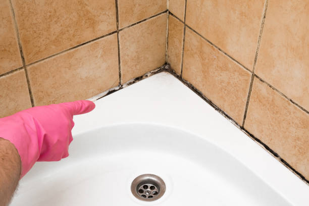Best Emergency Mold Removal  in Morgantown, KY